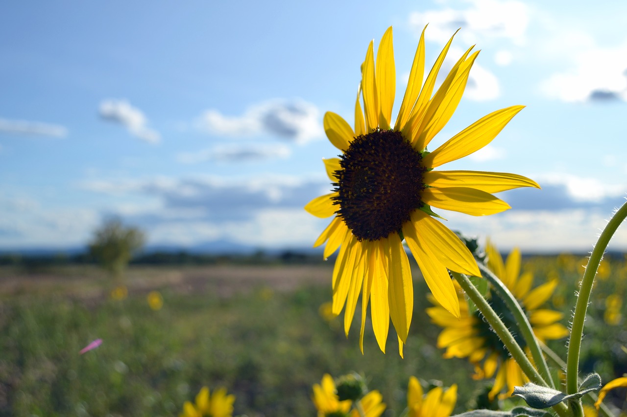 flower sunflower sunflowers free photo