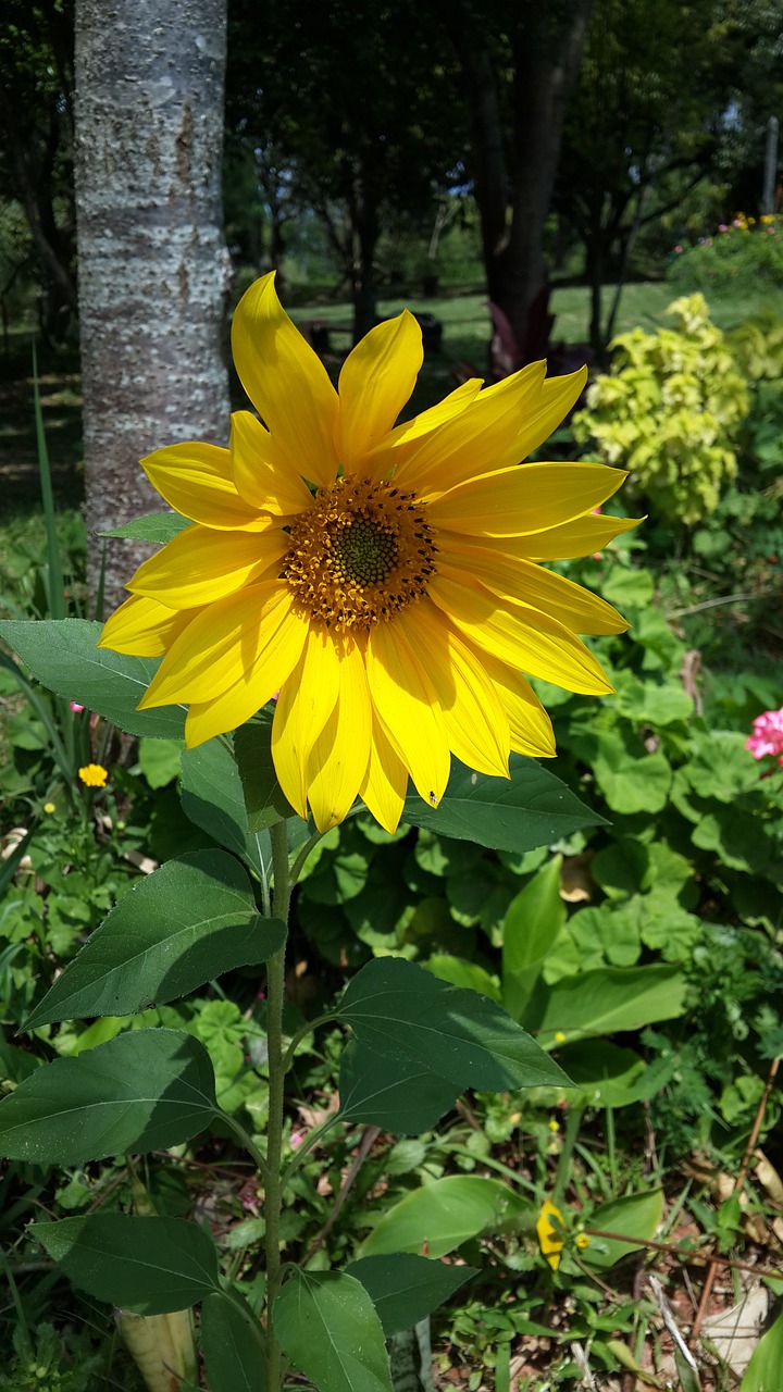 flower sunflower sol free photo