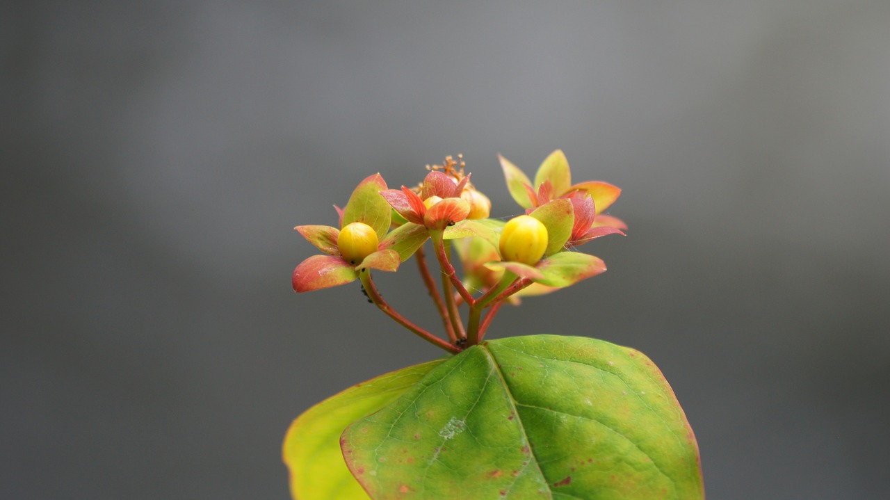 flower spring plant free photo