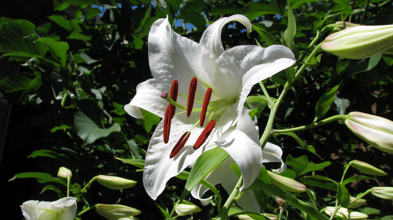 flower lily white free photo