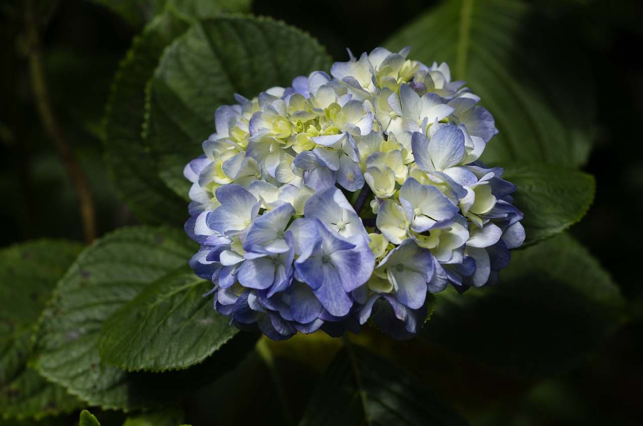 flower flora in machu picchu flower cusco free photo