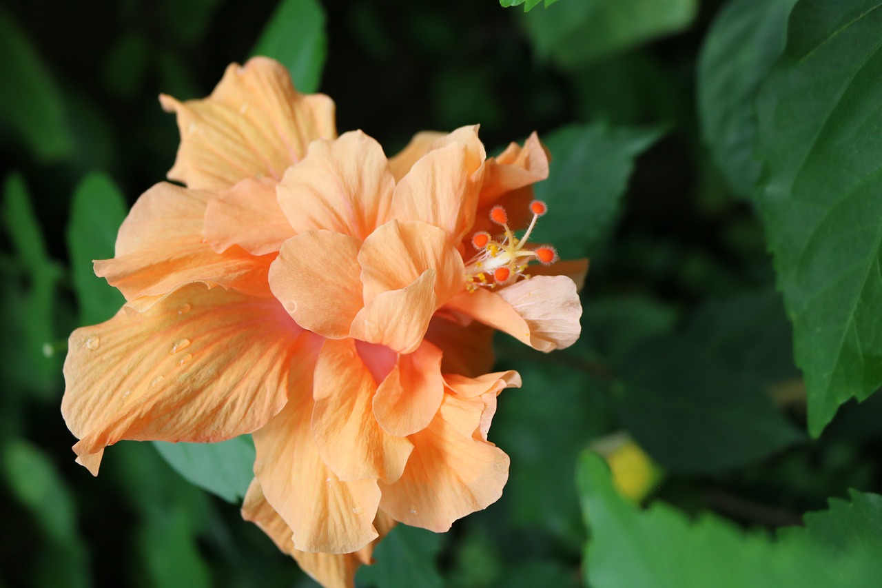 flower orange buds free photo