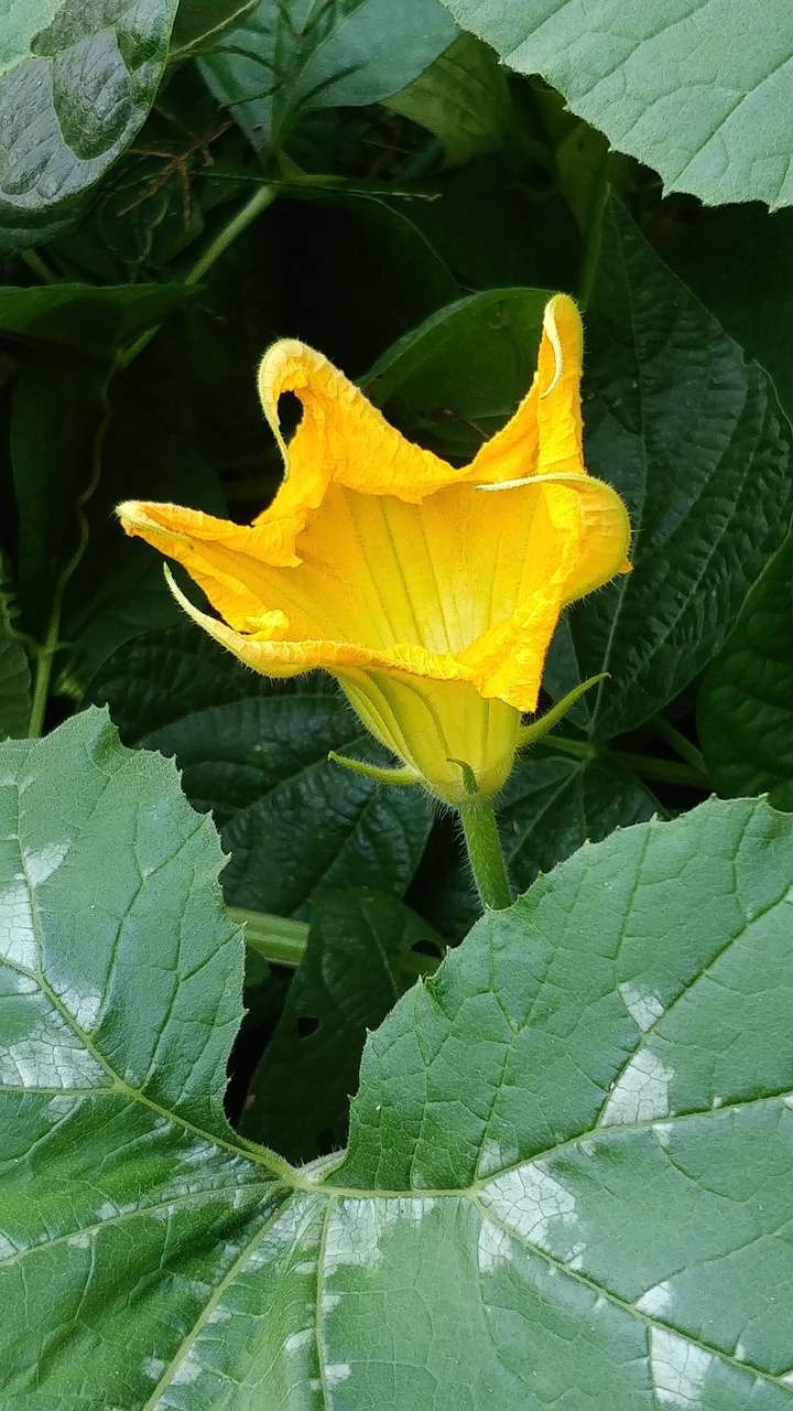 flower gourds yellow natural crop free photo