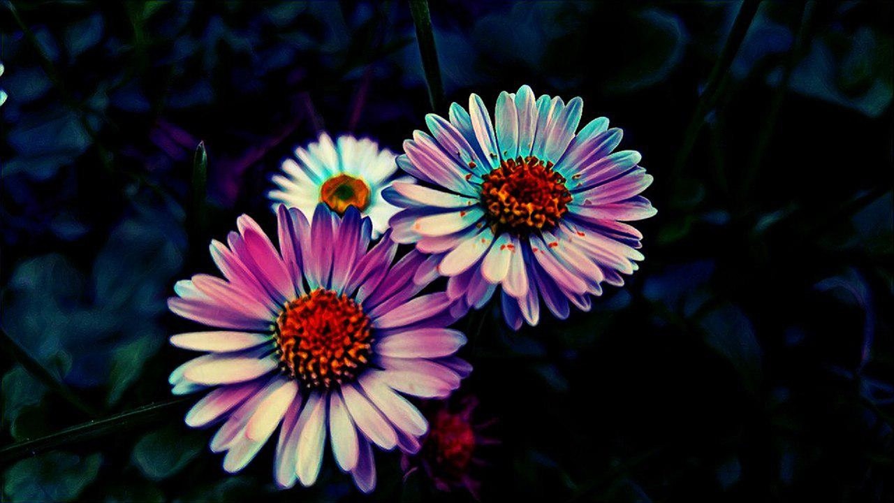 flower neon effect free photo