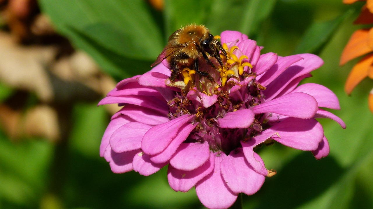 flower insect macro free photo