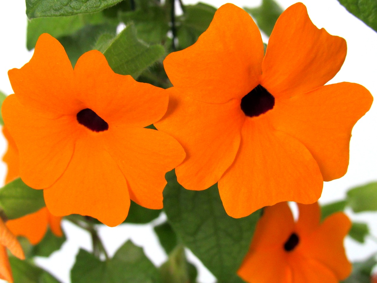 flower orange blossom plant free photo