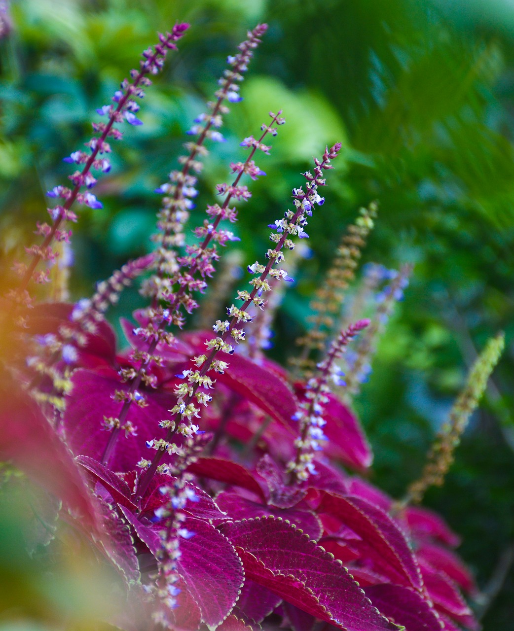 flower red floral free photo