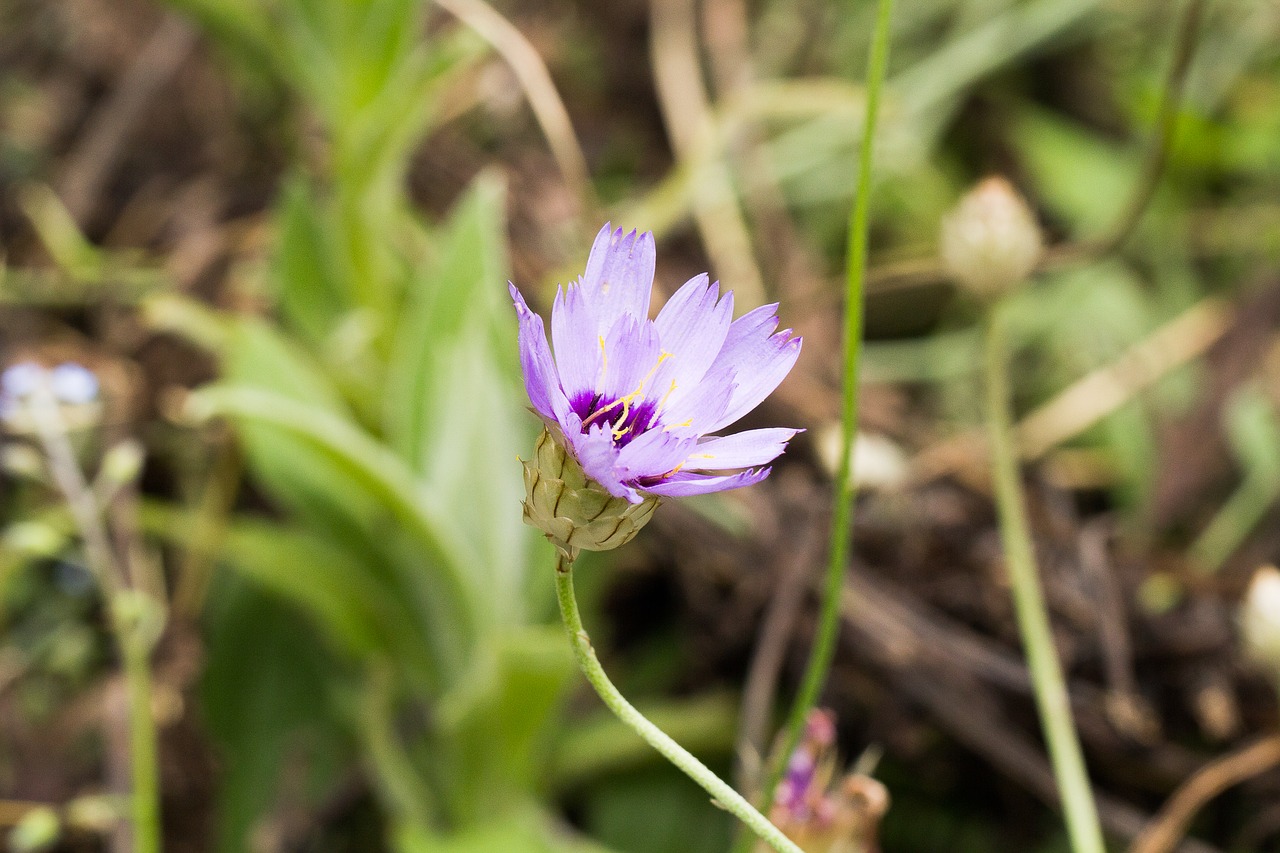 flower macro nature free photo