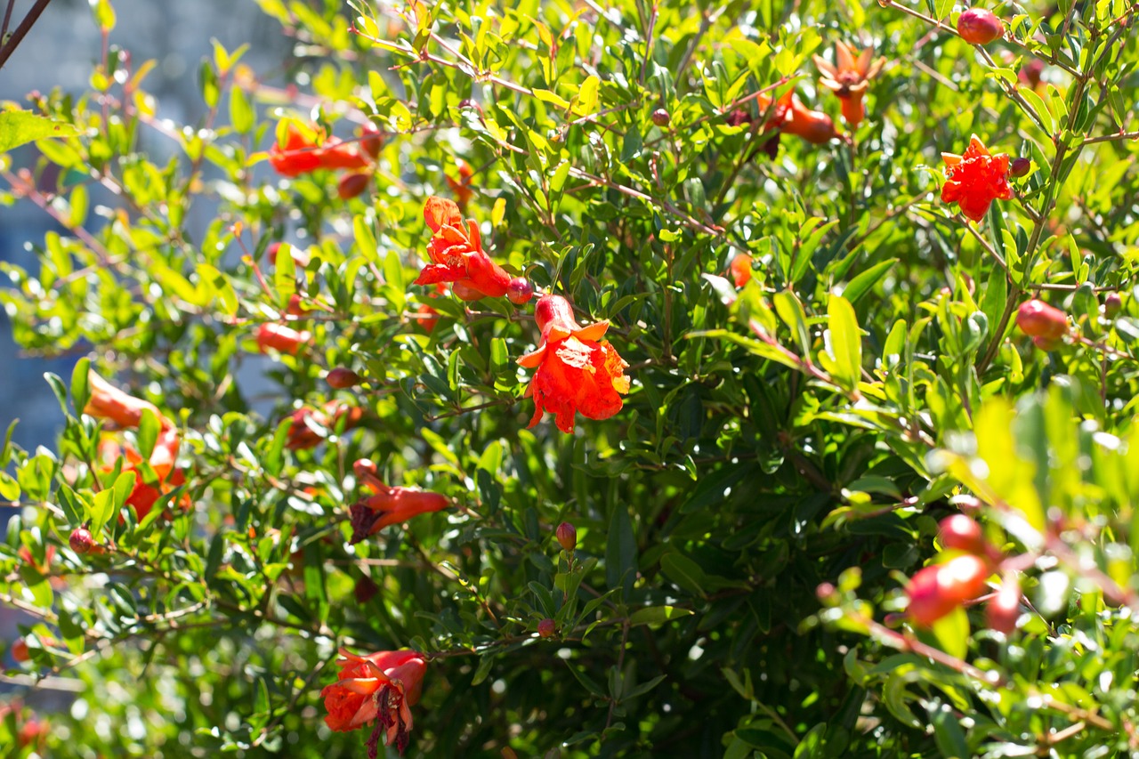 flower bush plant free photo