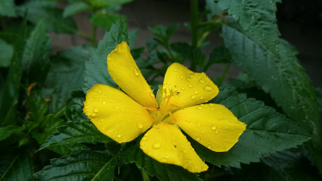 flower yellow dew free photo