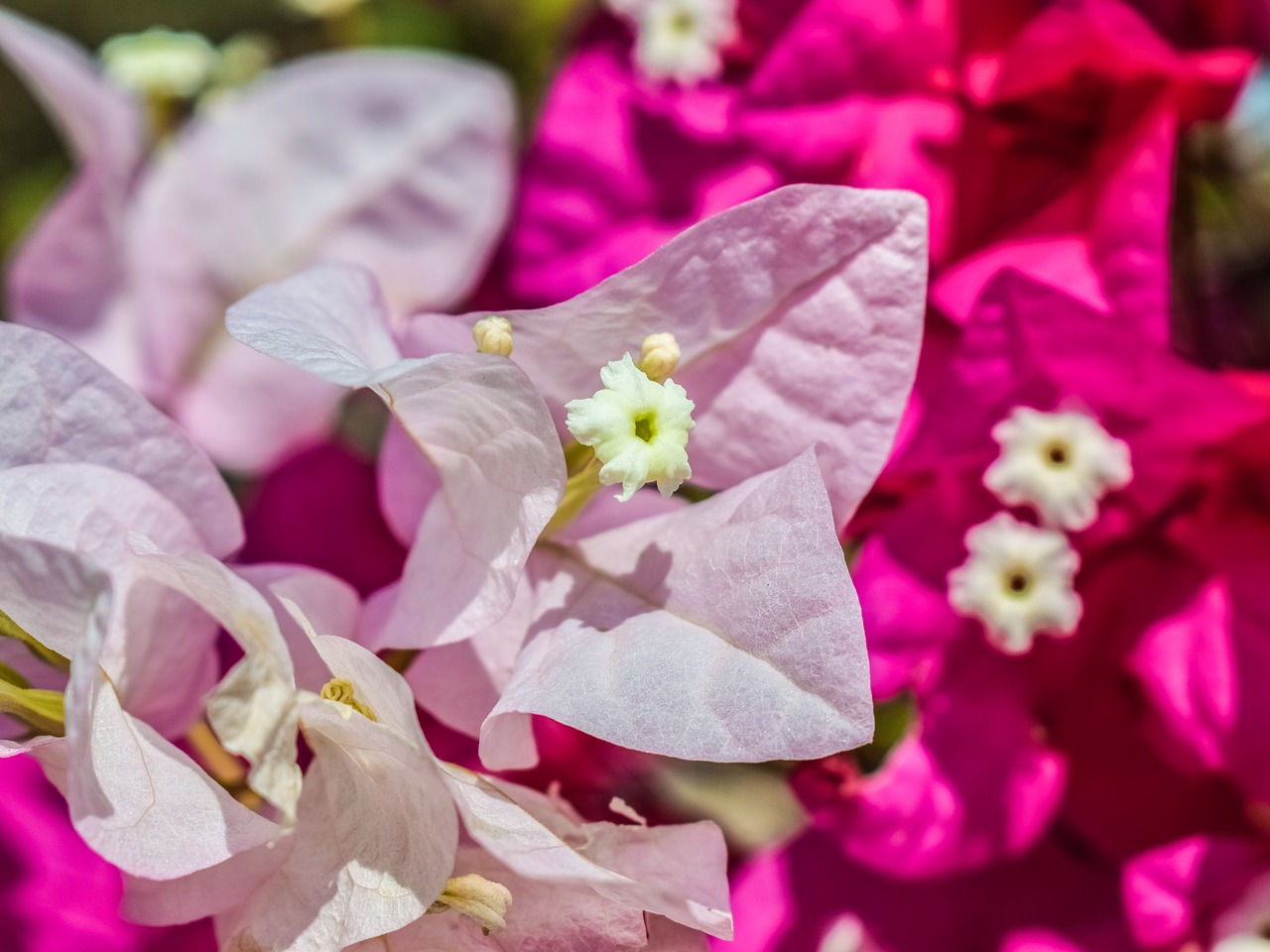 flower white pink free photo