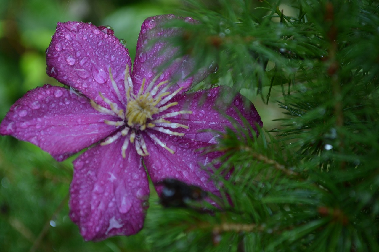 flower breeze nature free photo