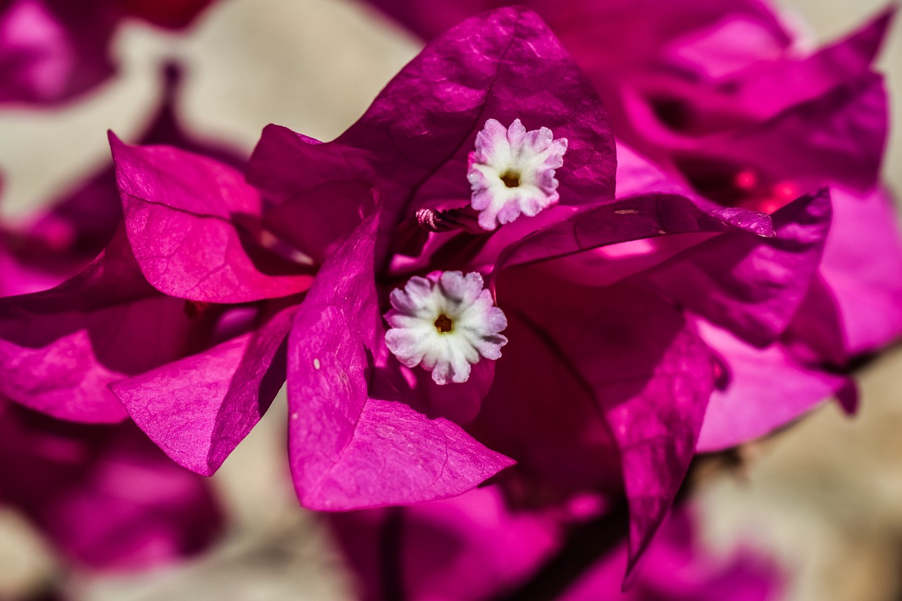 flower white pink free photo