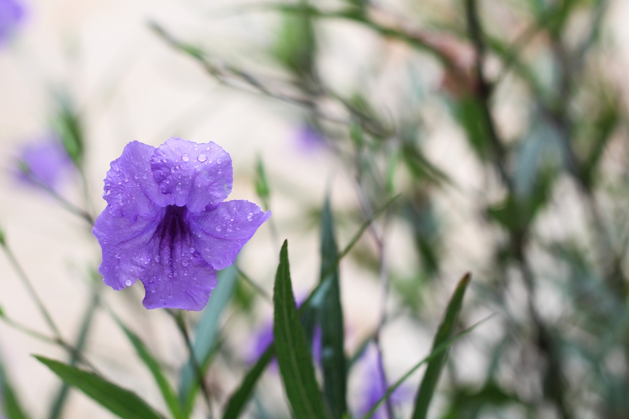 flower neck the beauty free photo