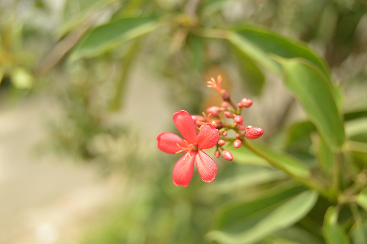 flower garden nature free photo