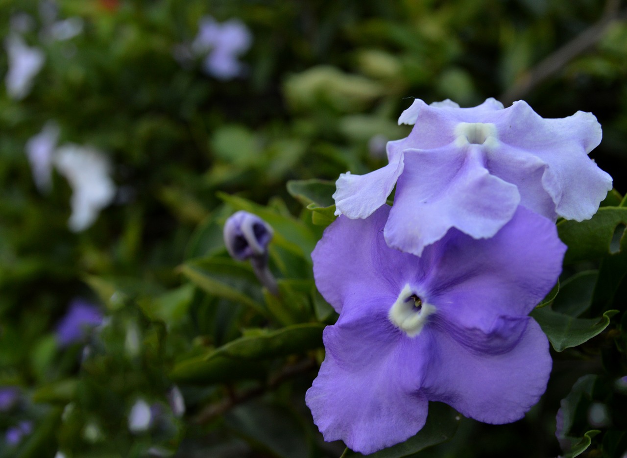 flower blue flower floral free photo