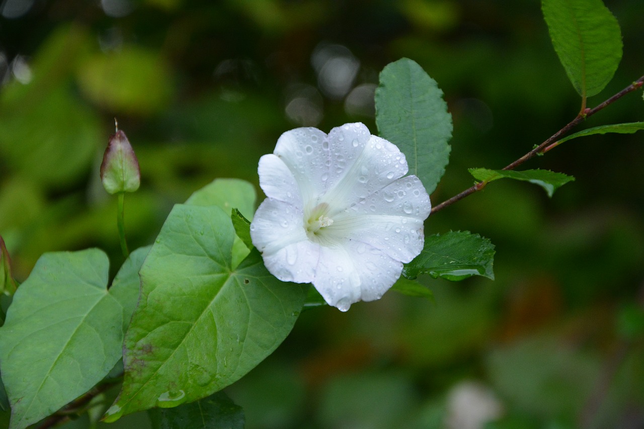 flower white flower lisseron nature free photo
