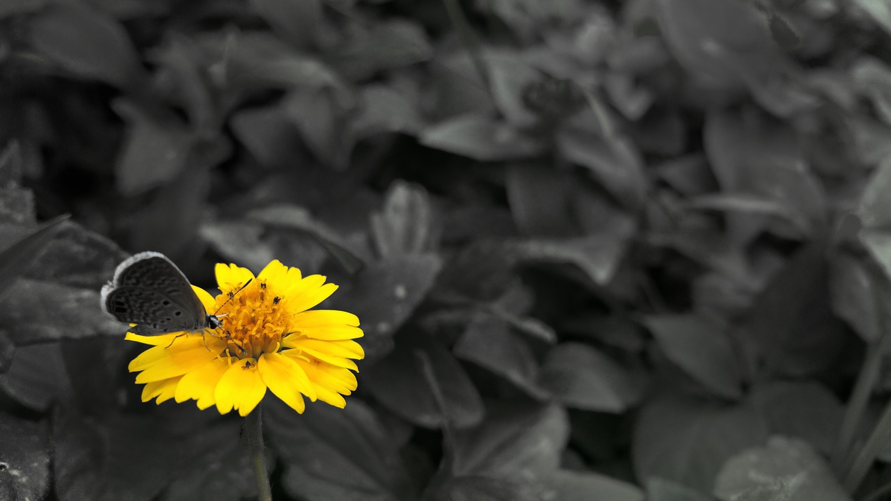 flower butterfly insect free photo