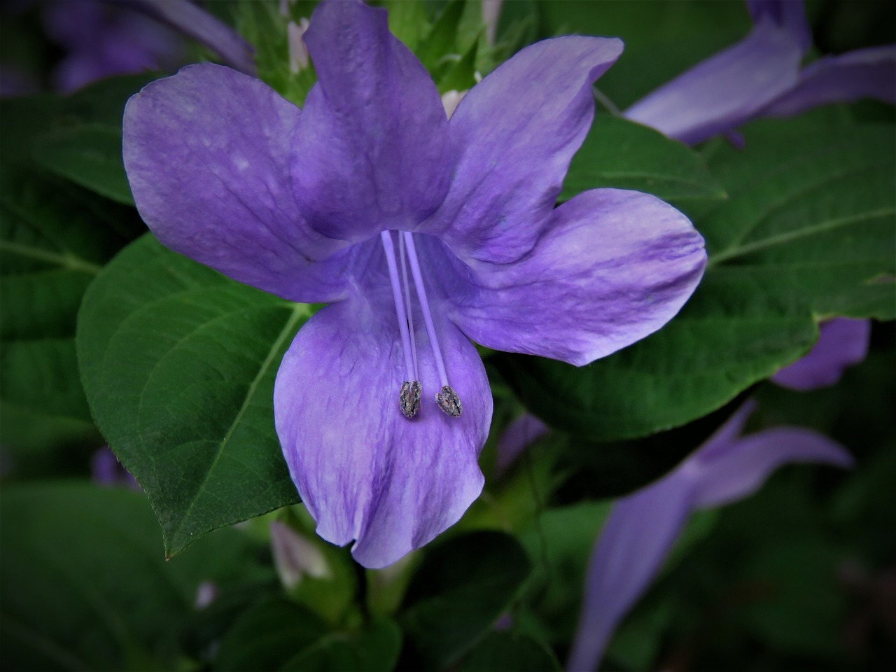 flower blue garden free photo