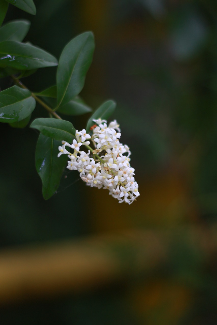 flower wild wildflowers free photo