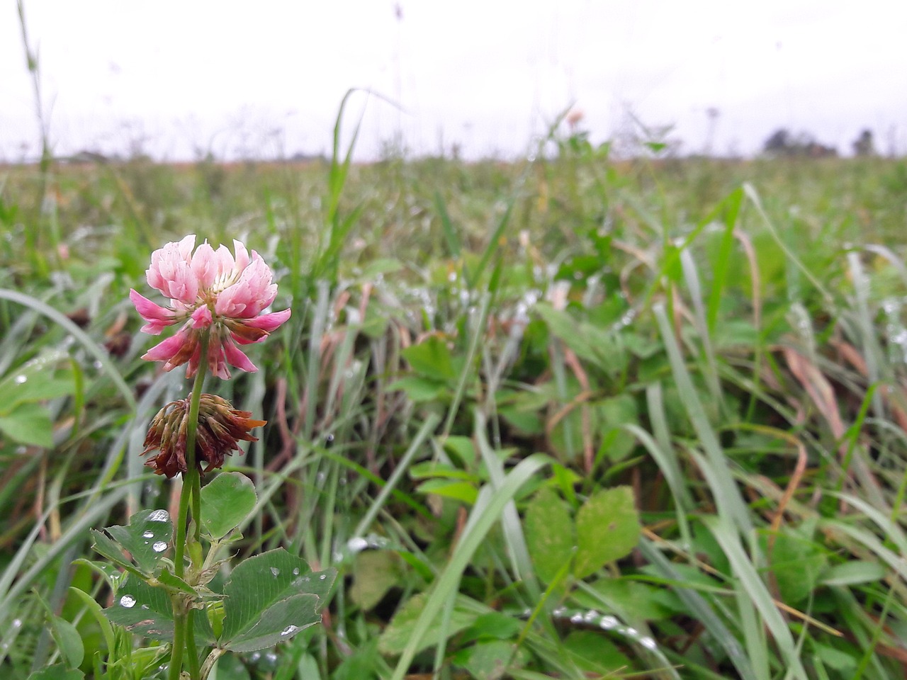 flower nature plant free photo