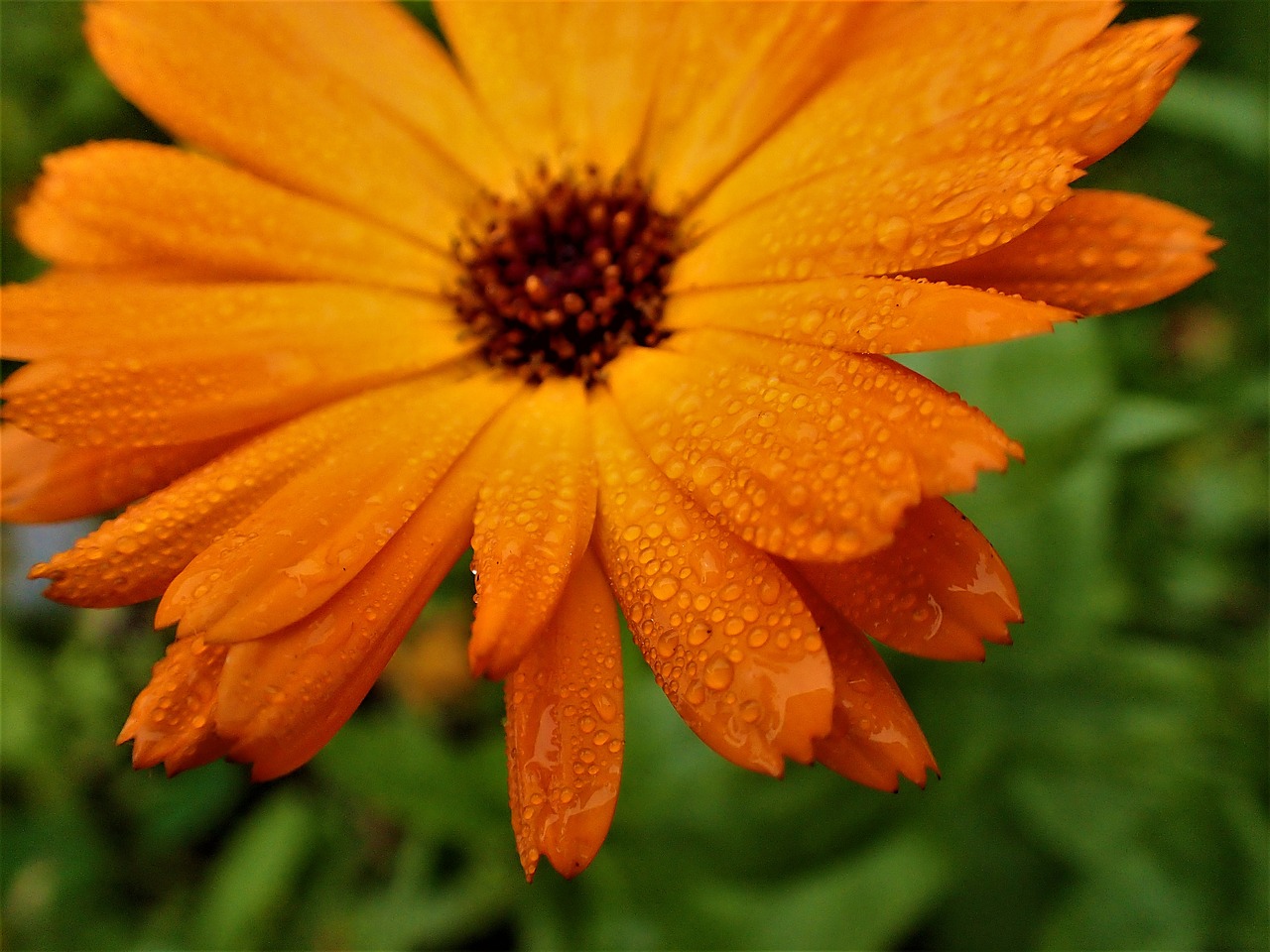 flower dew drops yellow free photo