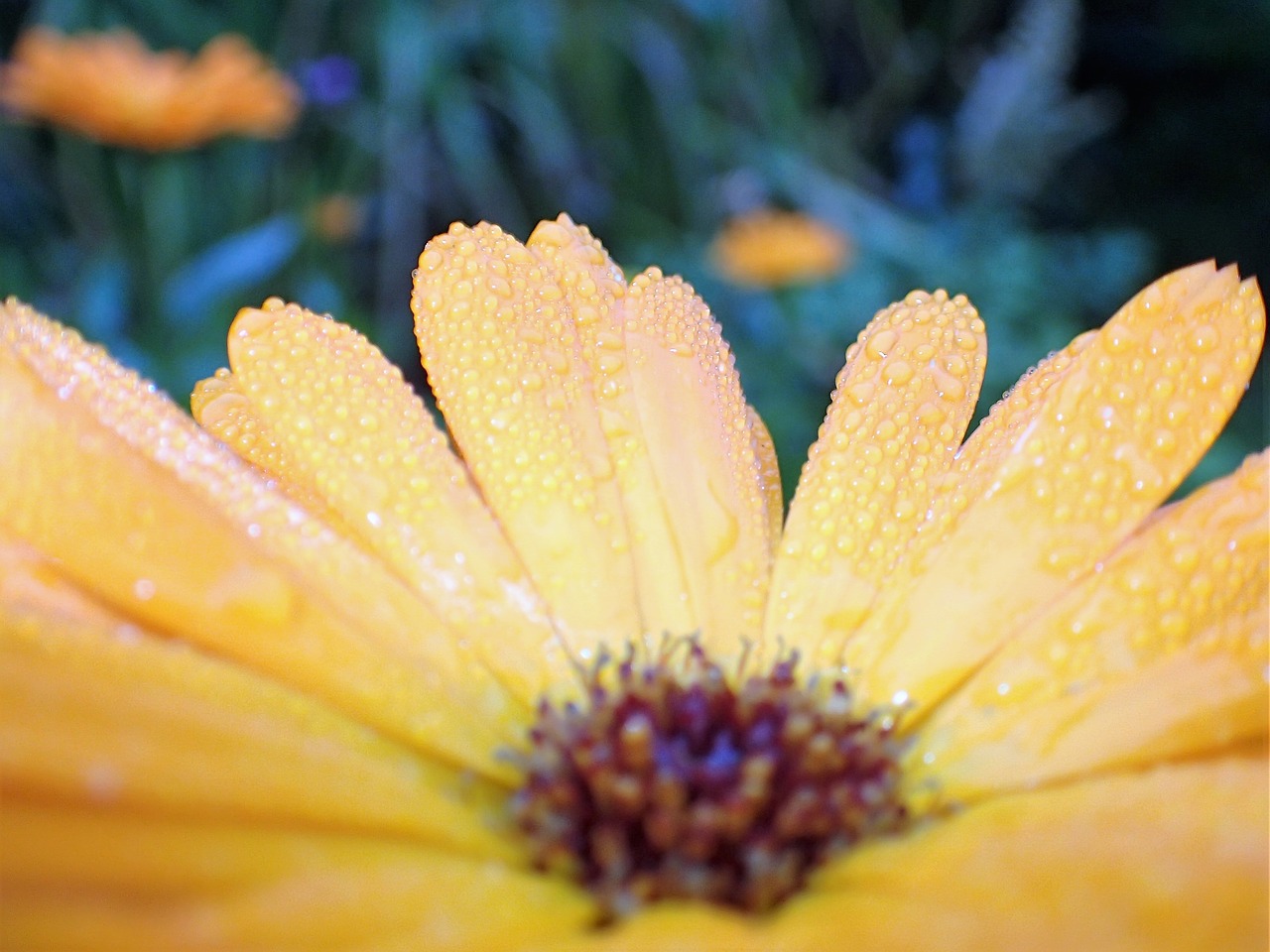 flower yellow dew drops free photo