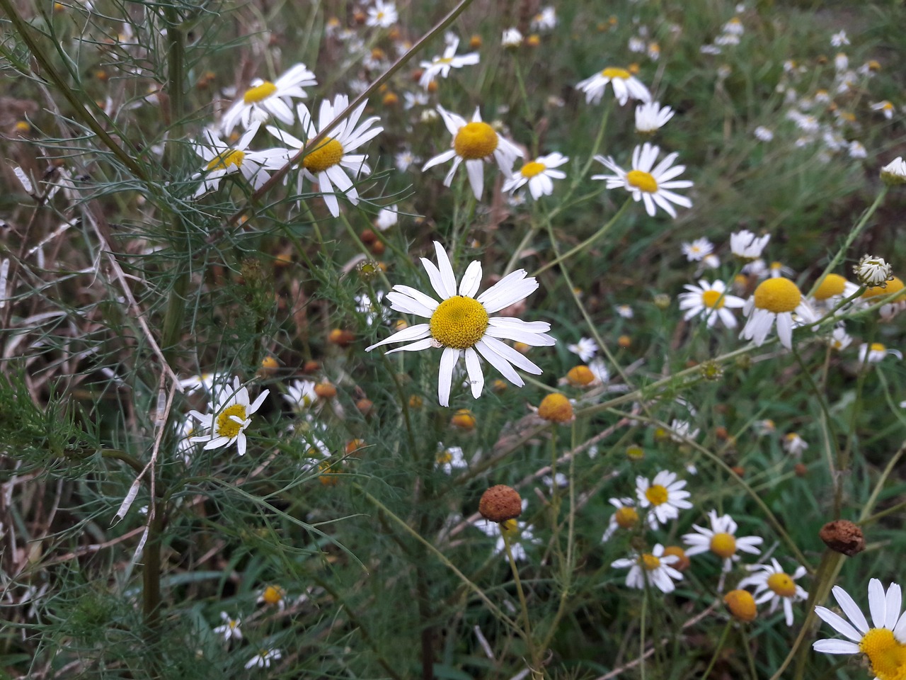 flower nature summer free photo