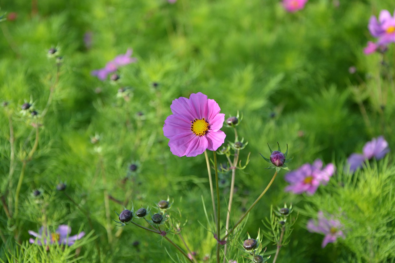 flower flowers mallows free photo