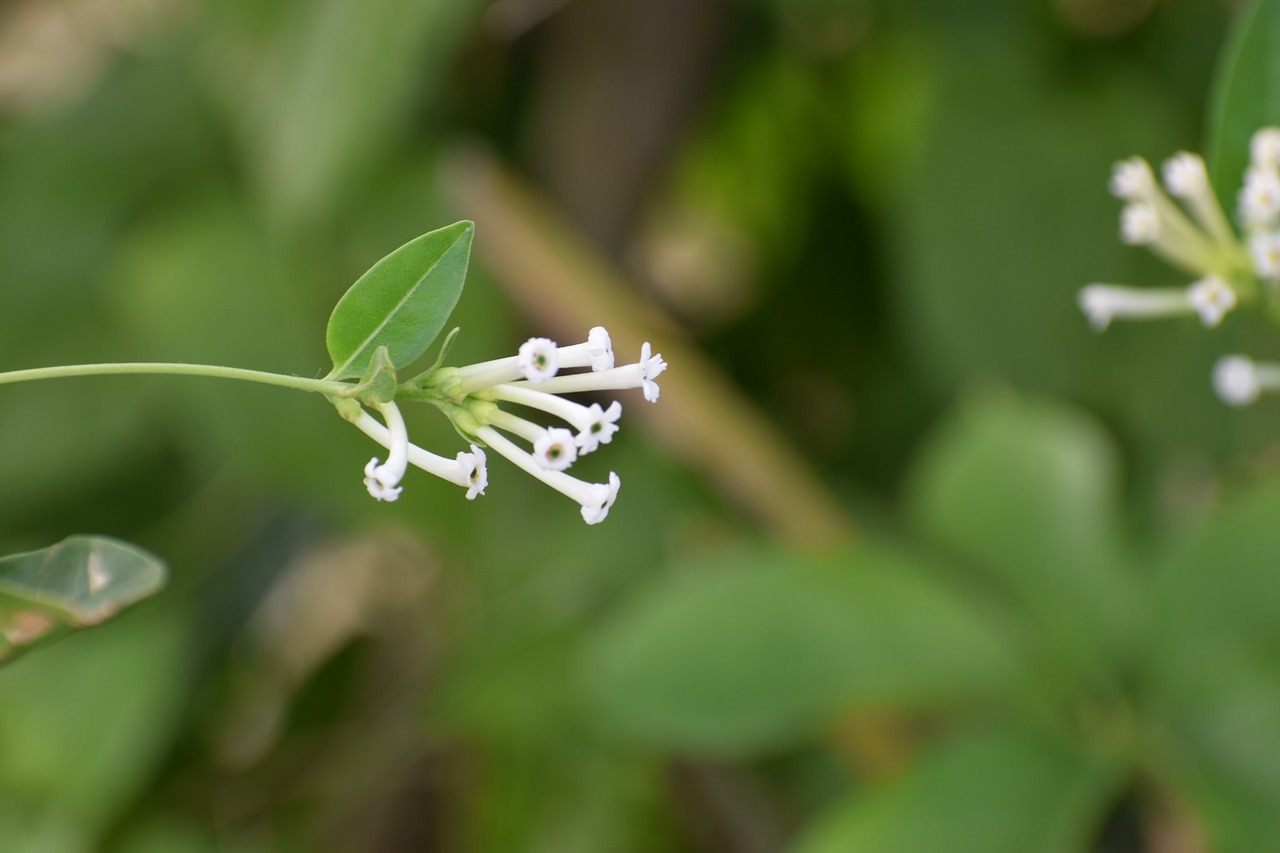 flower garden tree free photo