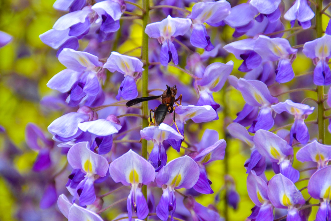 flower nature season free photo