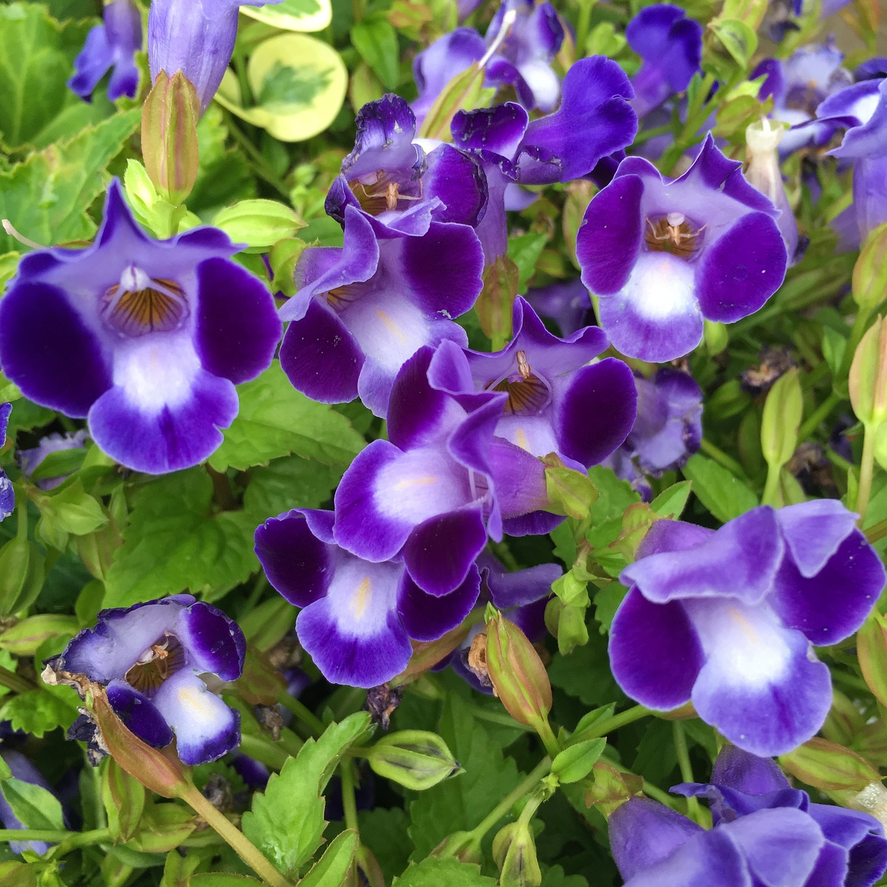 flower purple purple flower free photo