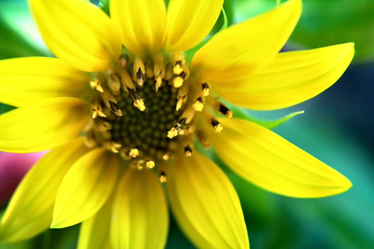 flower sunflower macro free photo