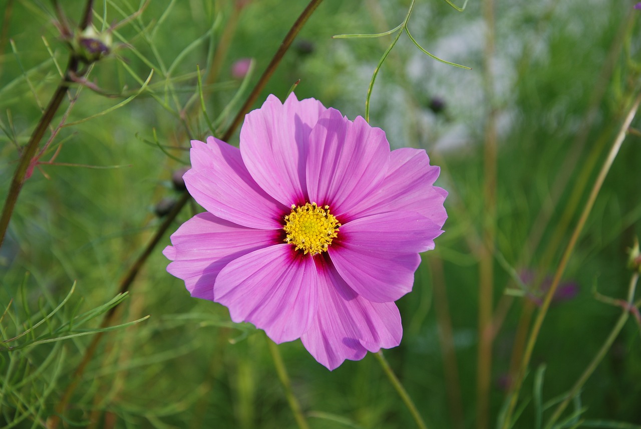 flower macro closeup free photo