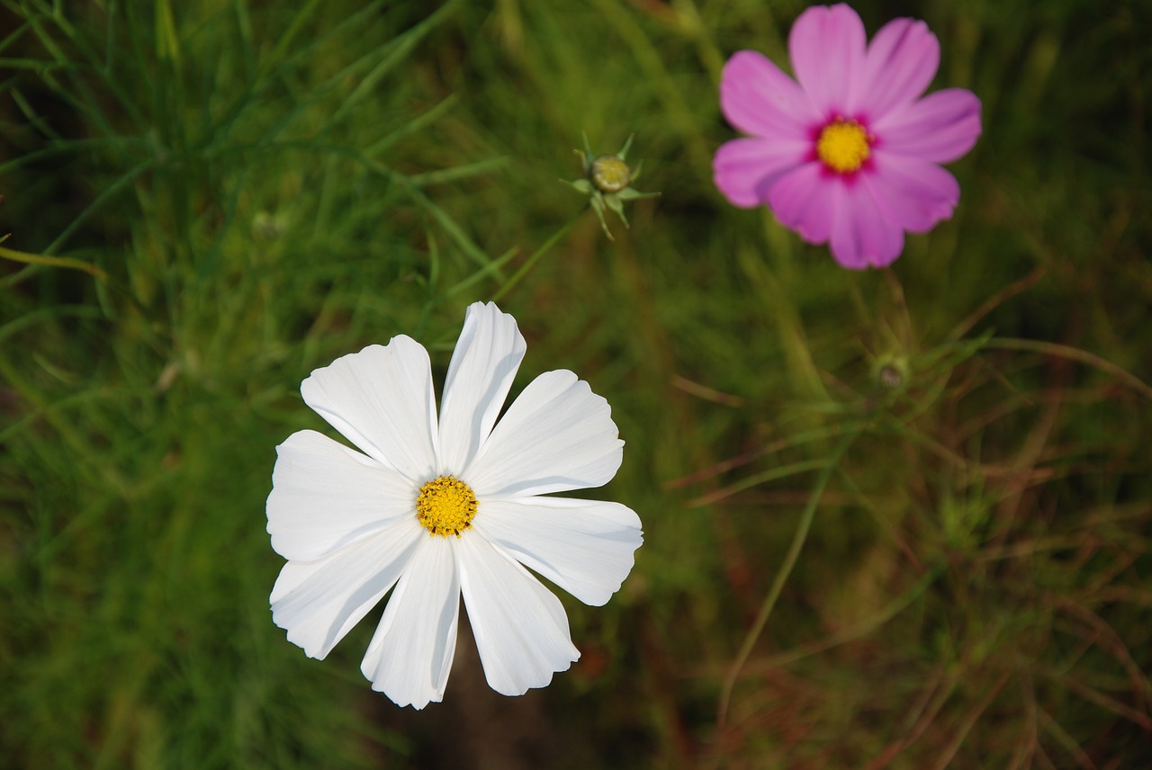 flower macro closeup free photo