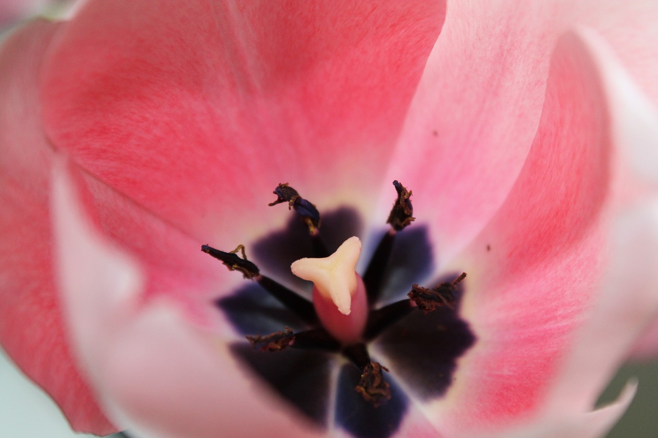 flower pistil pink free photo