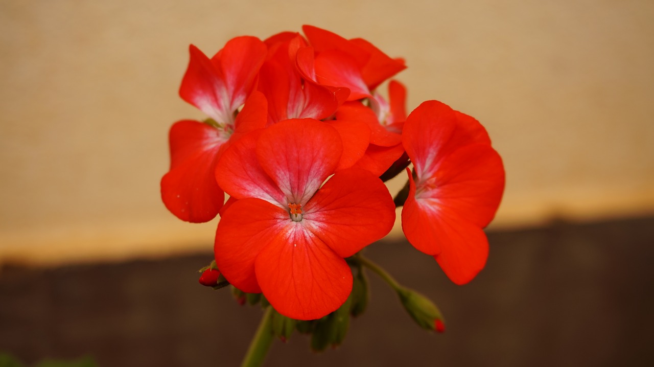 flower red garden free photo