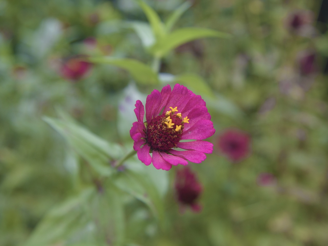 flower forest nature free photo