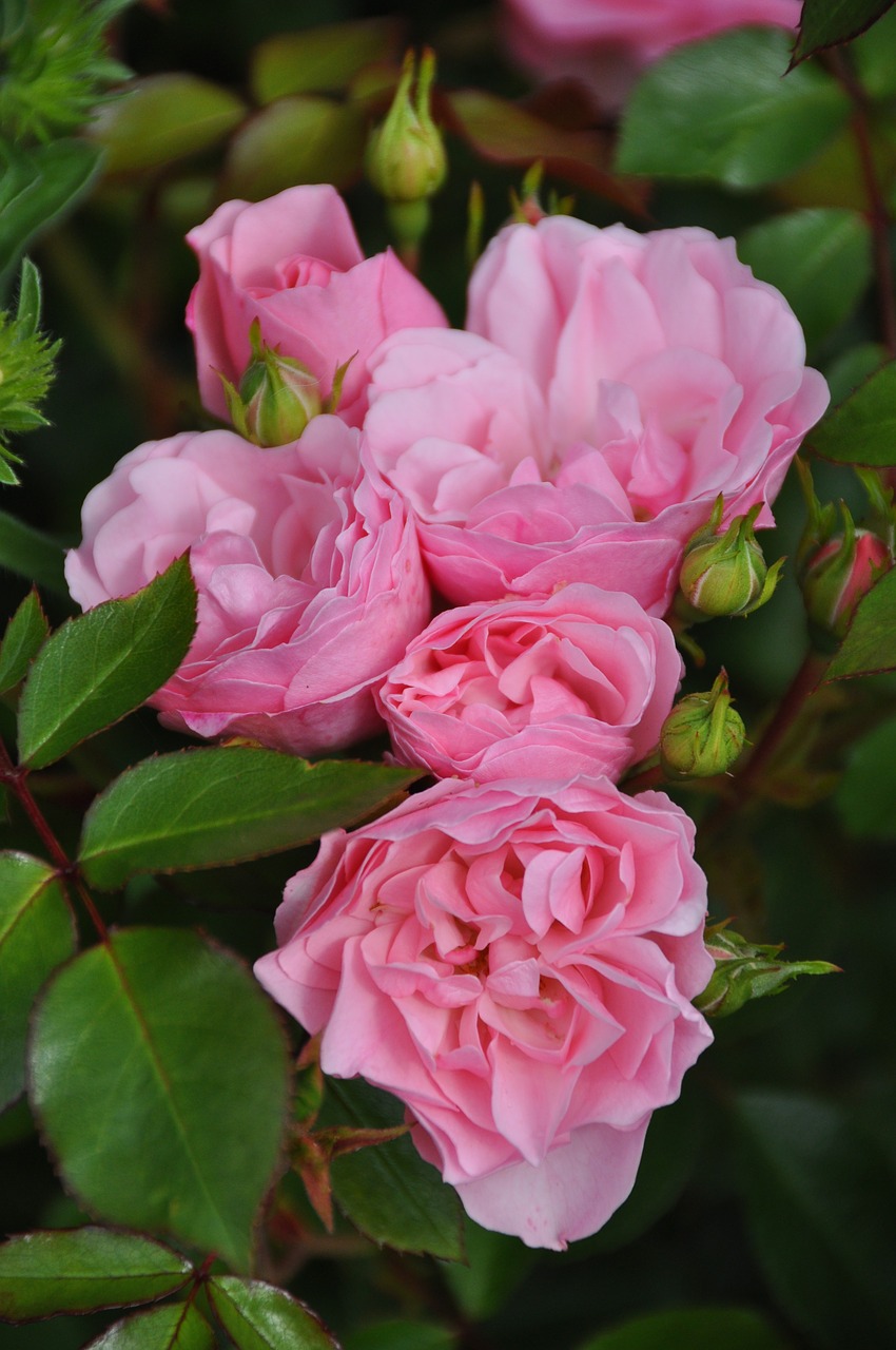 flower rose pink free photo