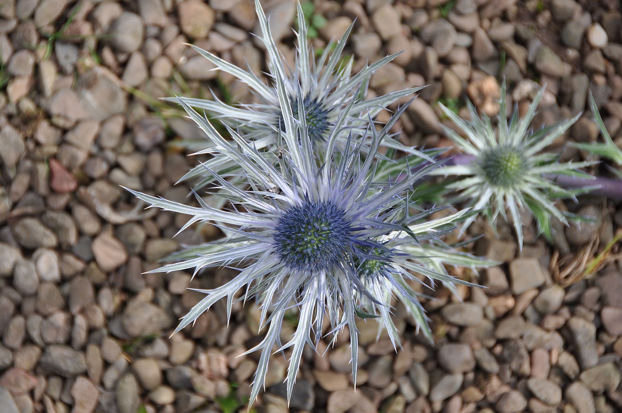 flower thistle nature free photo