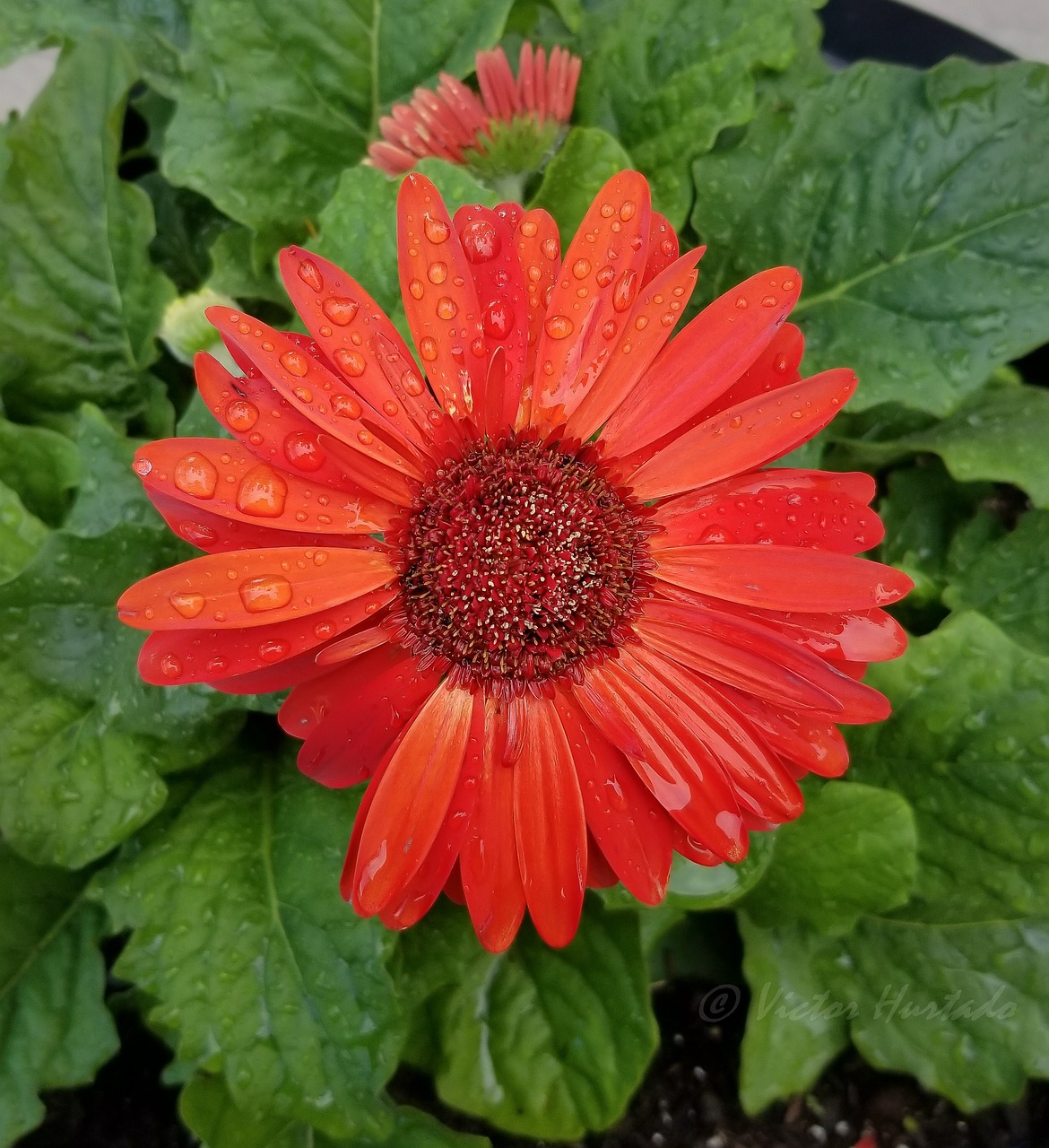 flower red flower rain drops free photo