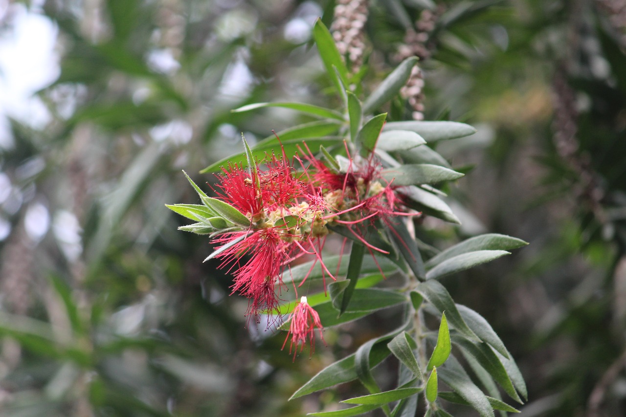 flower green nature free photo