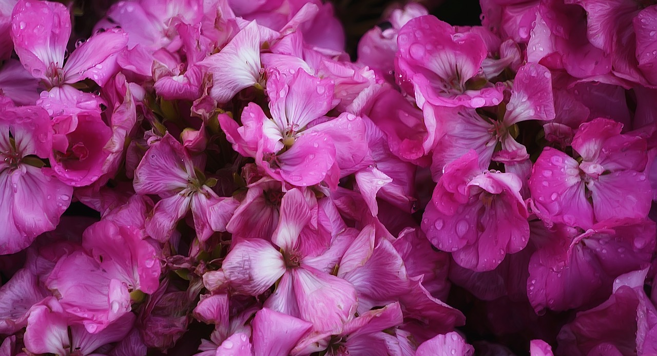 flower pink pink flowers free photo