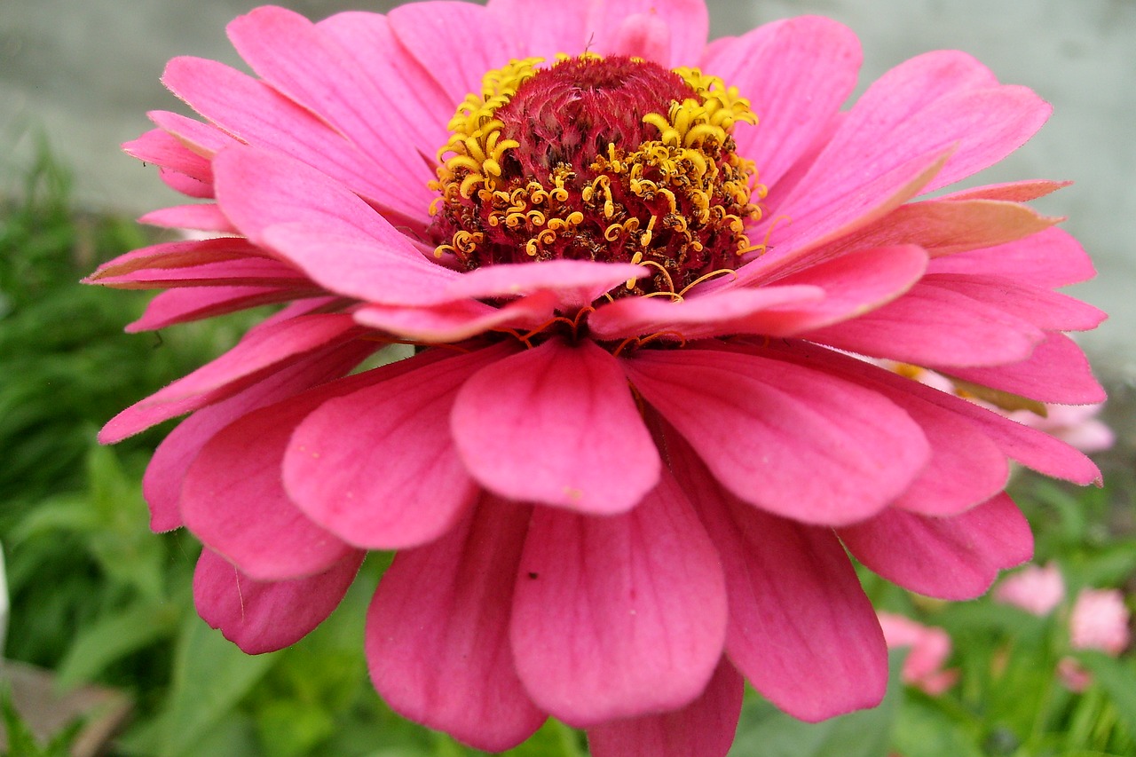 flower red plant free photo