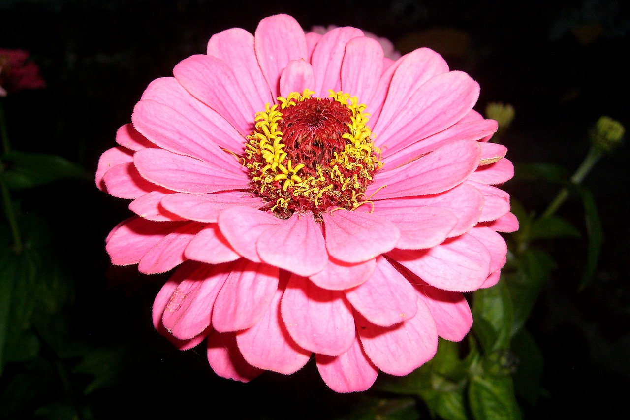 flower pink nature free photo