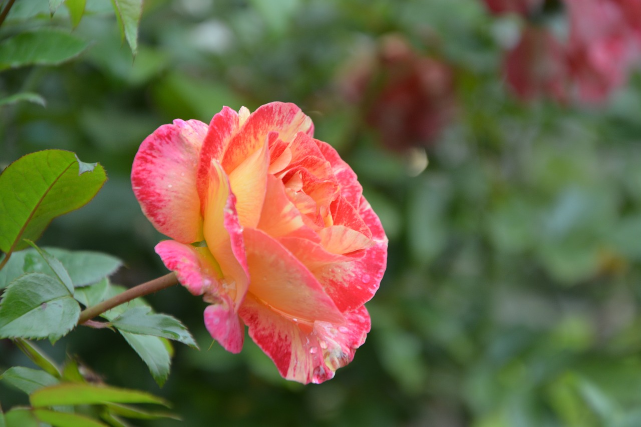 flower pink pink color free photo