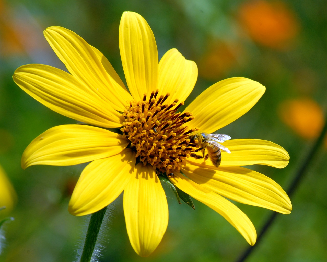 flower bee wild free photo