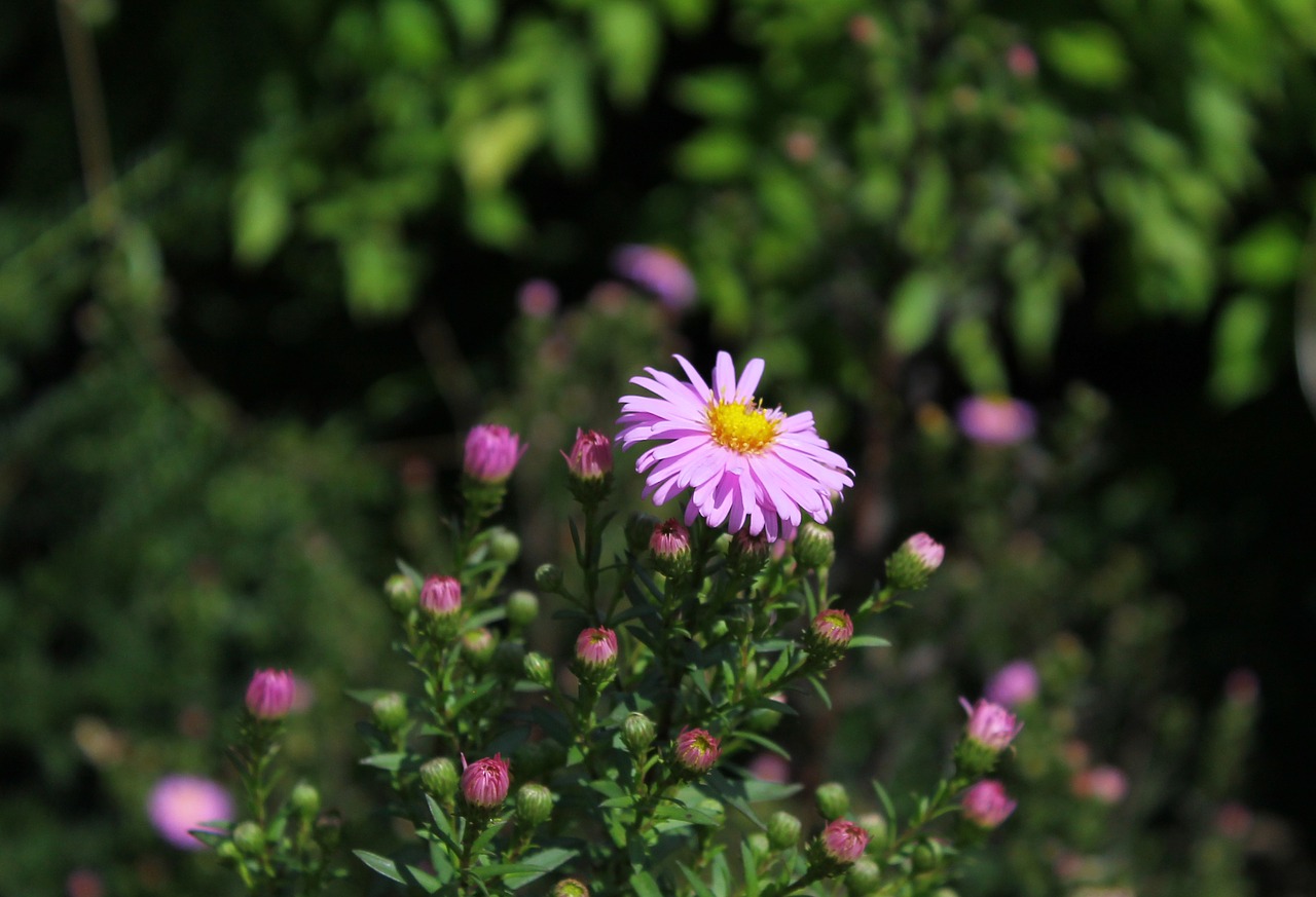 flower garden nature free photo