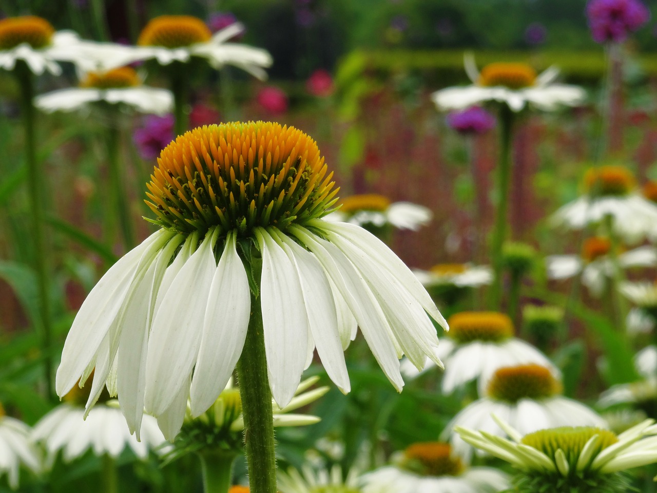 flower nature garden free photo