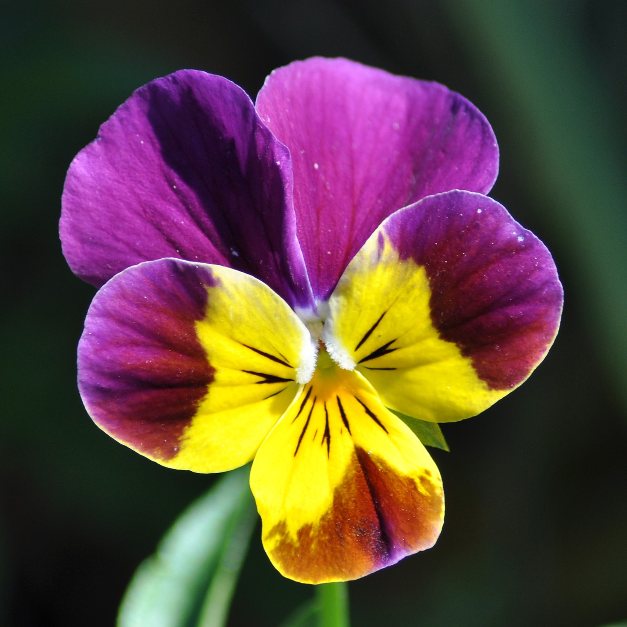 flower purple garden free photo